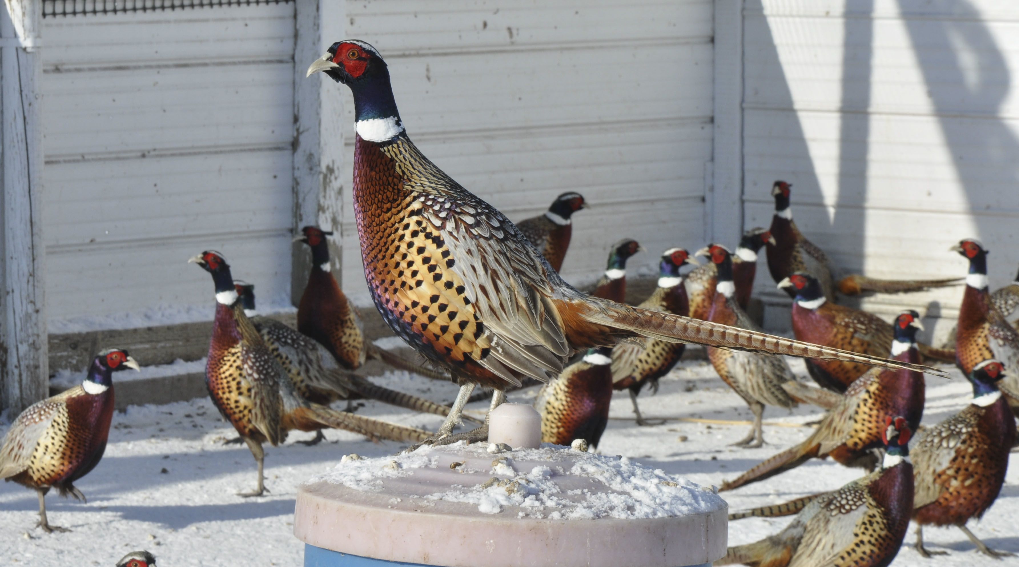 pheasant farming